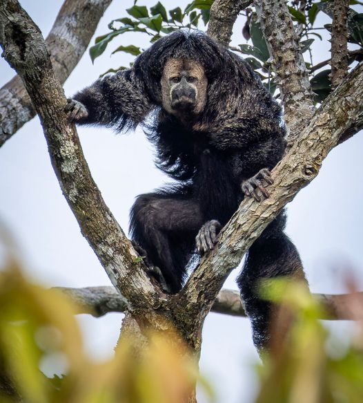 Photo from 12-Day Peruvian Amazon Wildlife and Research Expedition safari tour